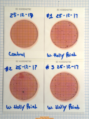[Plates, Holly Point 2025-12-17 --Russ Tatum for WWALS]
