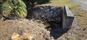 [Blondie, downstream, Tributary of Clay Hole Creek across from Lake City WWTP, 2025:12:20 14:19:16, 30.1704387, -82.6461827 --jsq for WWALS]