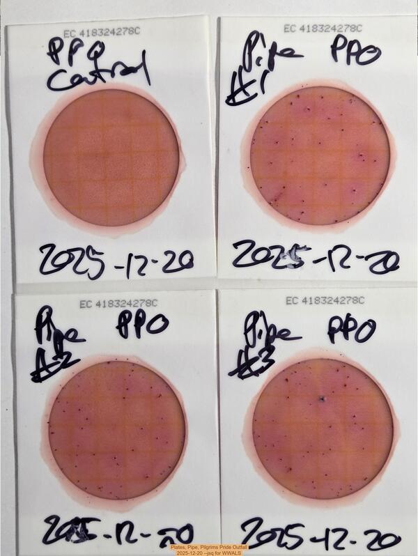 Plates, Pipe, Pilgrims Pride Outfall, 2025-12-20 --jsq for WWALS
