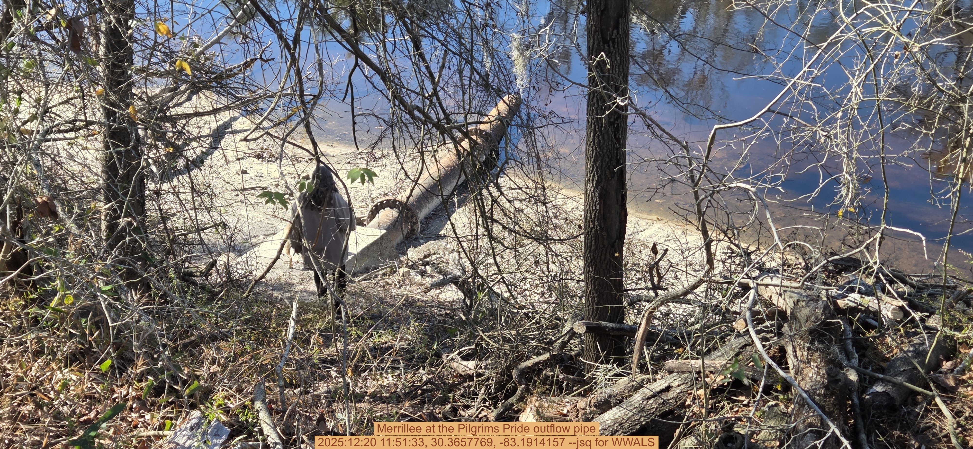 Merrillee at the Pilgrims Pride outflow pipe, 2025:12:20 11:51:33, 30.3657769, -83.1914157 --jsq for WWALS