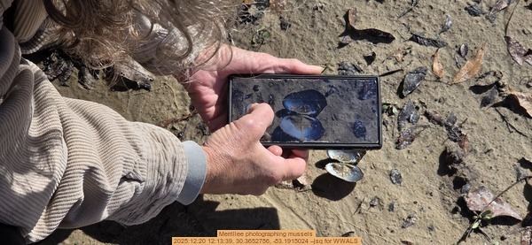 Merrillee photographing mussels, 2025:12:20 12:13:39, 30.3652786, -83.1915024 --jsq for WWALS