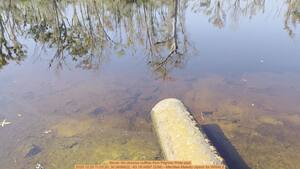 [Movie: No obvious outflow from Pilgrims Pride pipe, 2025:12:20 11:53:20, 30.3656622, -83.1914887 (53M) --Merrillee Malwitz-Jipson for WWALS]