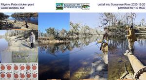 [Pilgrims Pride chicken plant outfall into Suwannee River 2025-12-20, Clean samples, but permitted for 1.5 MGD]