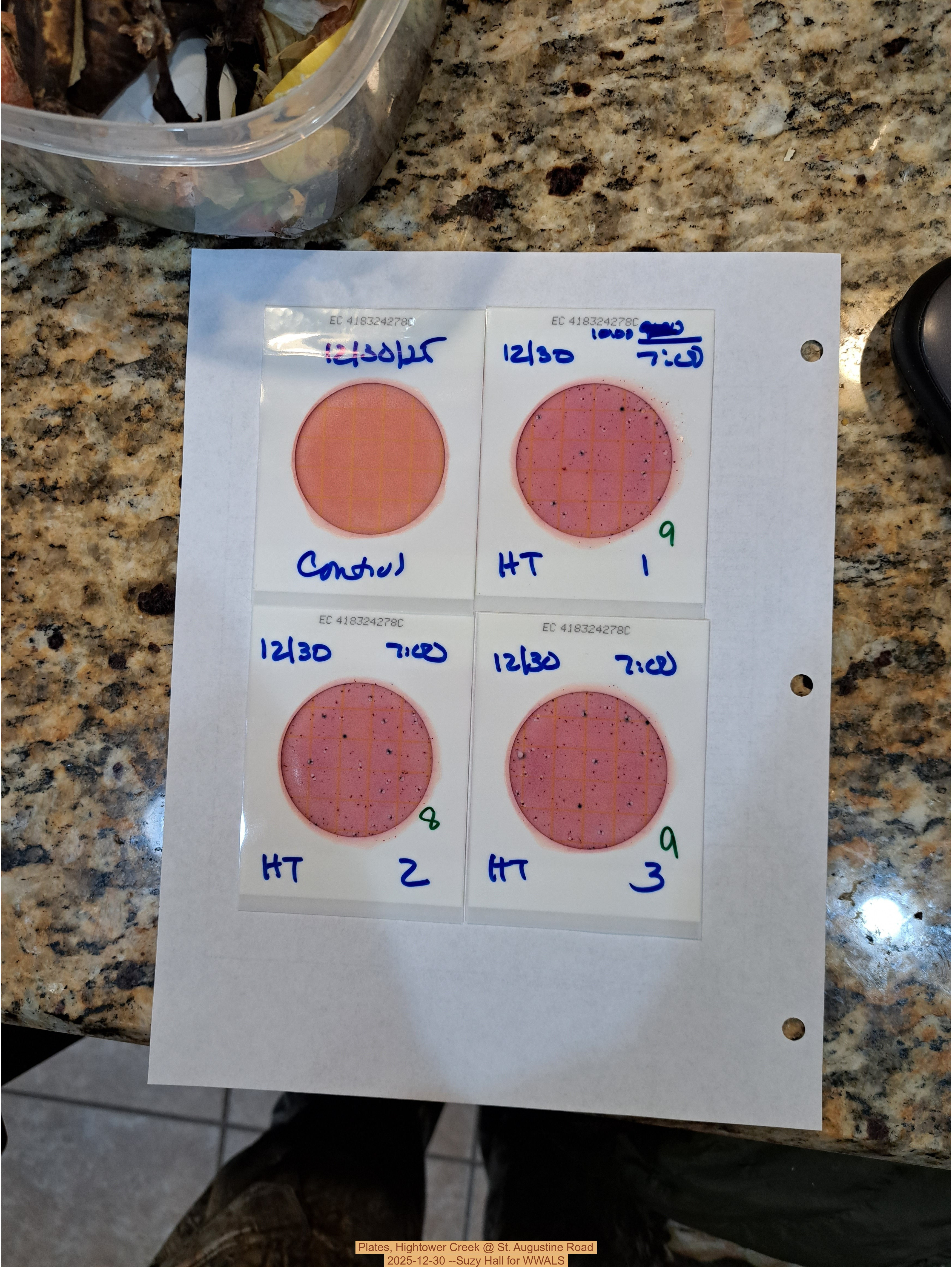 Plates, Hightower Creek @ St. Augustine Road, 2025-12-30 --Suzy Hall for WWALS