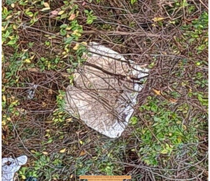 [Square trash, Hightower Creek @ St. Augustine Road, 2025-12-30 --Suzy Hall for WWALS]