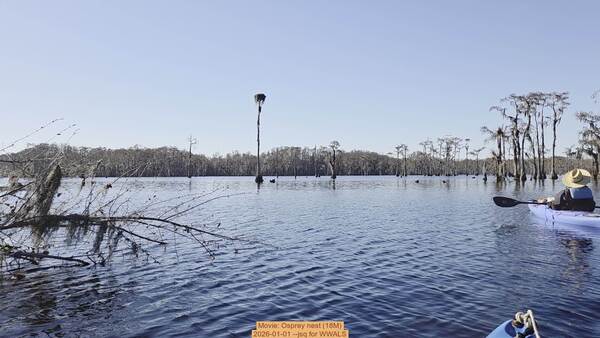 Movie: Osprey nest (18M), 2026-01-01 --jsq for WWALS