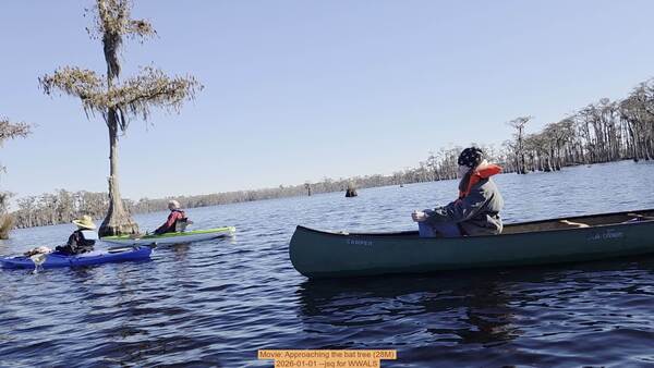 Movie: Approaching the bat tree (28M), 2026-01-01 --jsq for WWALS