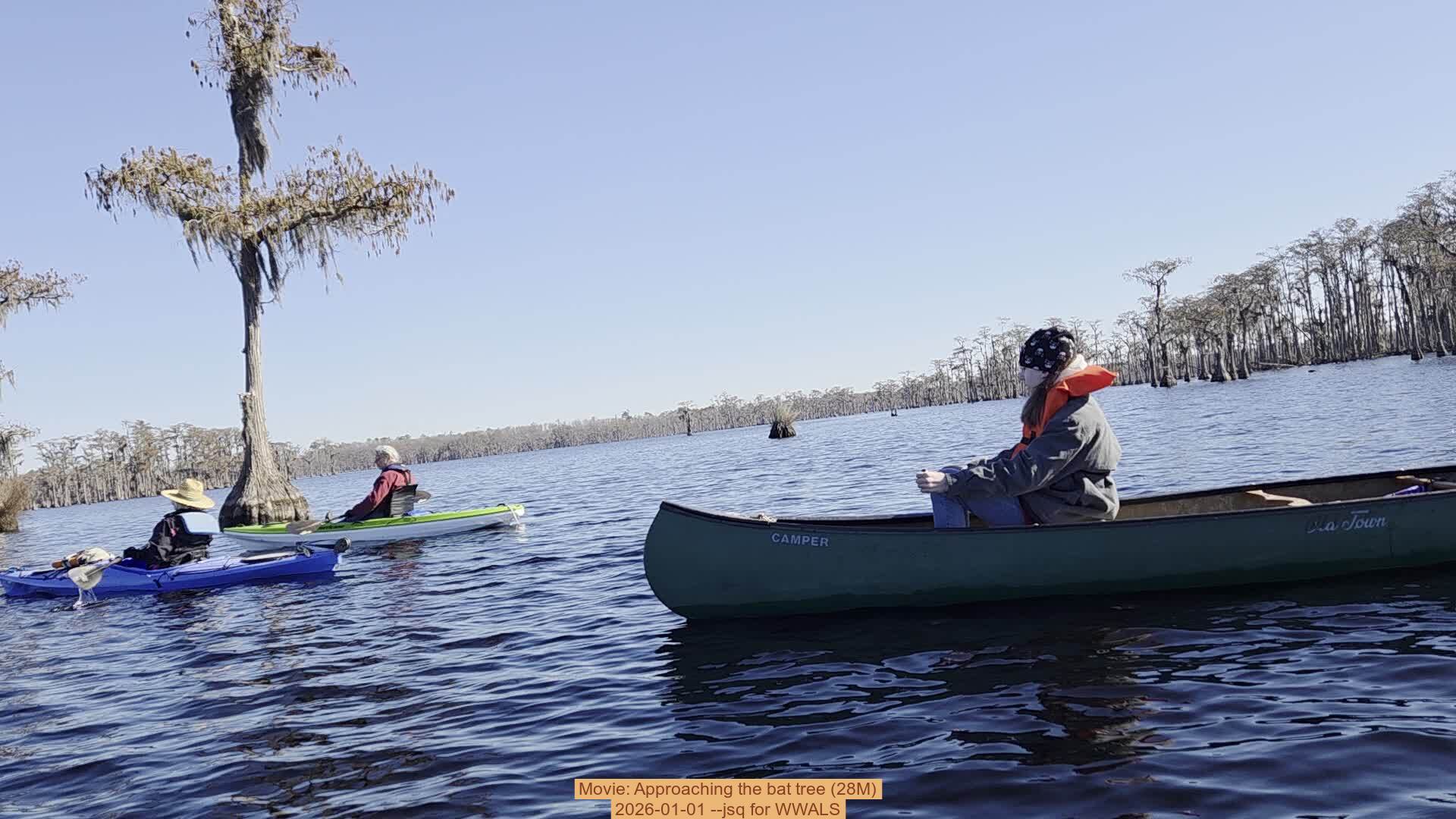 Movie: Approaching the bat tree (28M), 2026-01-01 --jsq for WWALS