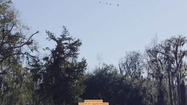 Sand Hill Cranes, 2026-01-01 --jsq for WWALS