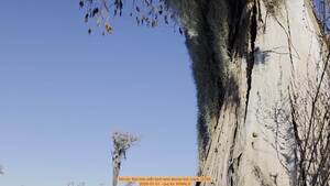[Movie: Bat tree with bird nest above bat crack (27M), 2026-01-01 --jsq for WWALS]