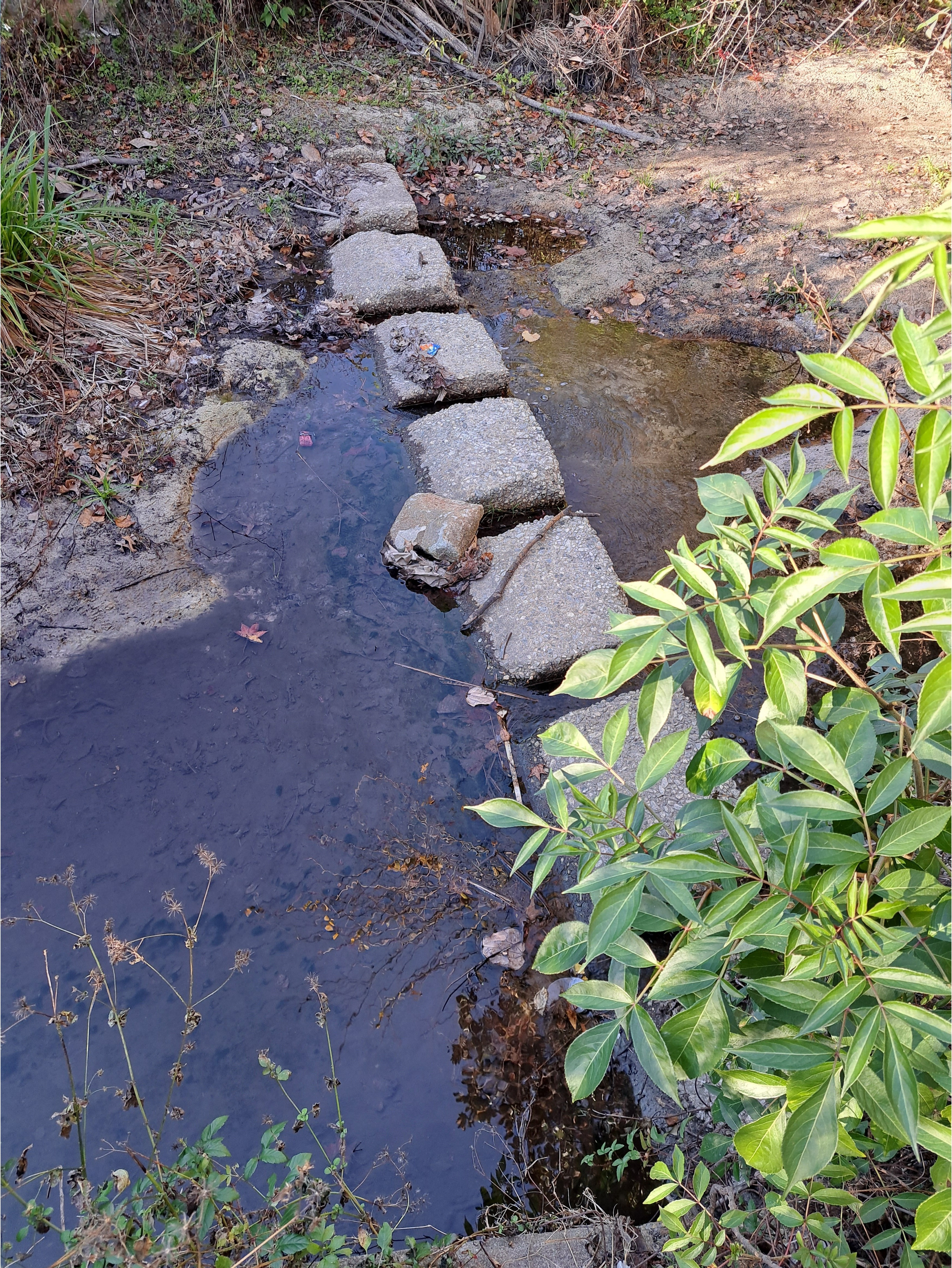 Concrete sieve, Hightower Creek at Norman Drive other, Hightower Creek @ Norman Drive 2026-01-01 --Suzy Hall for WWALS