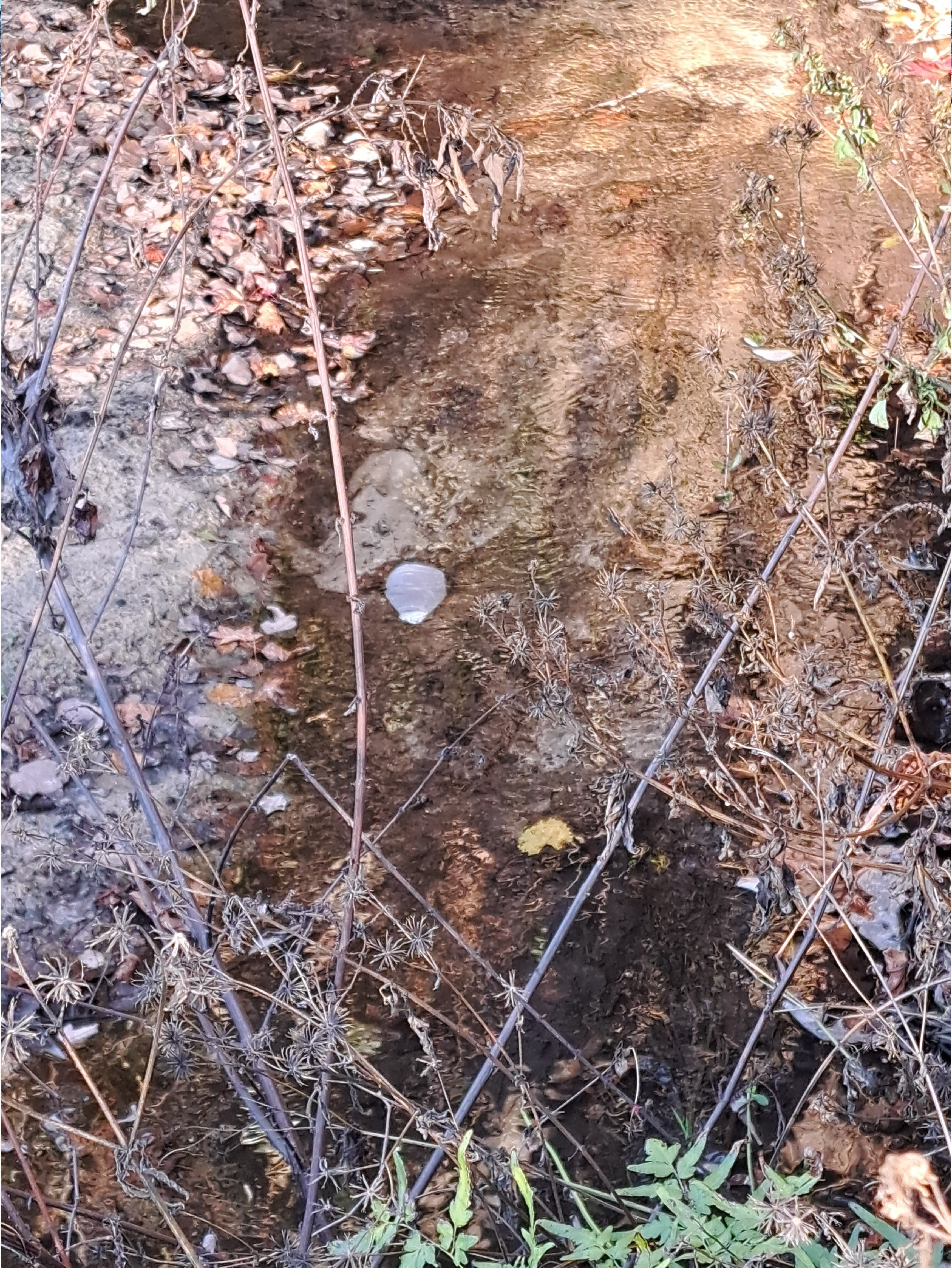 Plastic in creek, Hightower Creek at Norman Drive other, Hightower Creek @ Norman Drive 2026-01-01 --Suzy Hall for WWALS