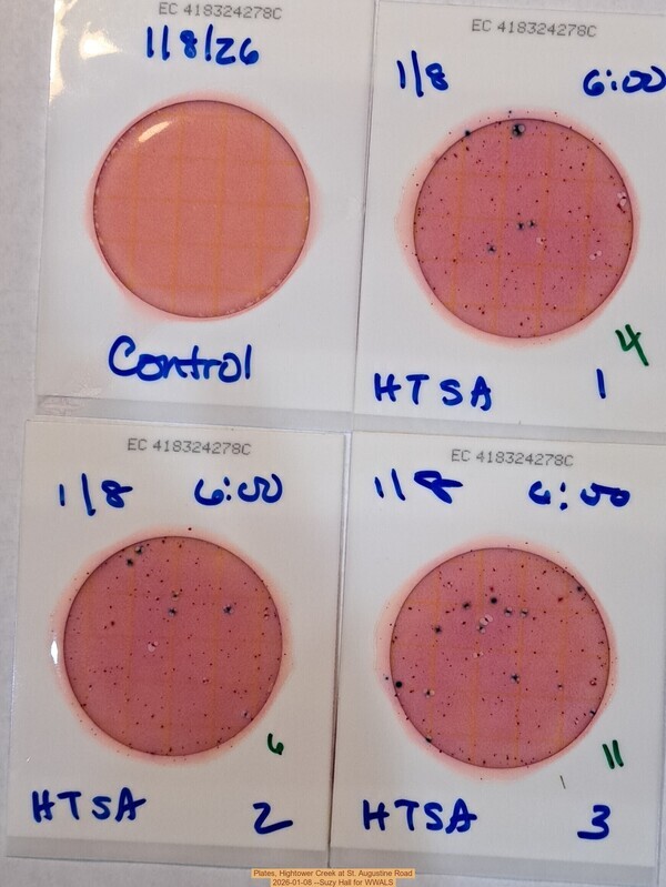 [Plates, Hightower Creek at St. Augustine Road 2026-01-08 --Suzy Hall for WWALS]