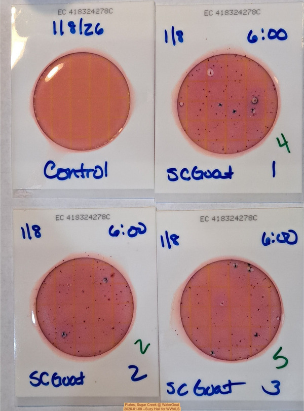 Plates, Sugar Creek @ WaterGoat 2026-01-08 --Suzy Hall for WWALS