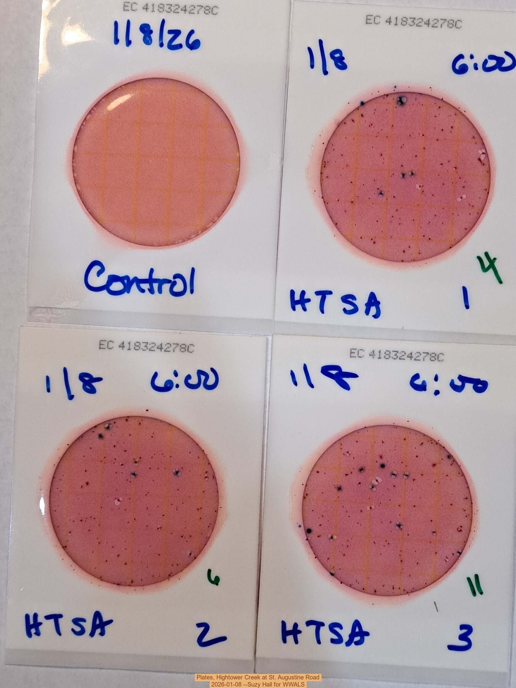 Plates, Hightower Creek at St. Augustine Road 2026-01-08 --Suzy Hall for WWALS