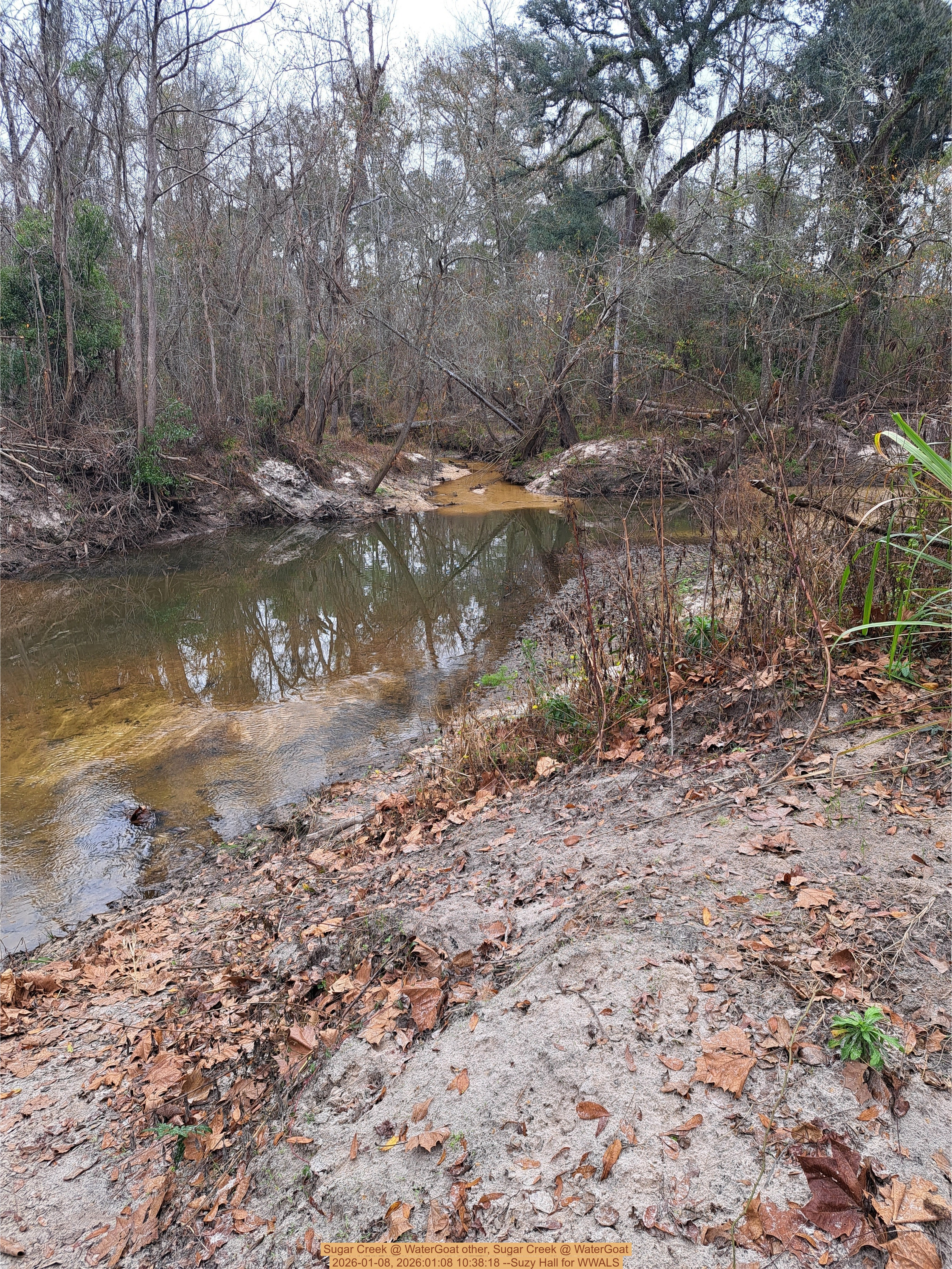 TMB also, Sugar Creek @ WaterGoat 2026-01-08, 2026:01:08 10:38:18 --Suzy Hall for WWALS