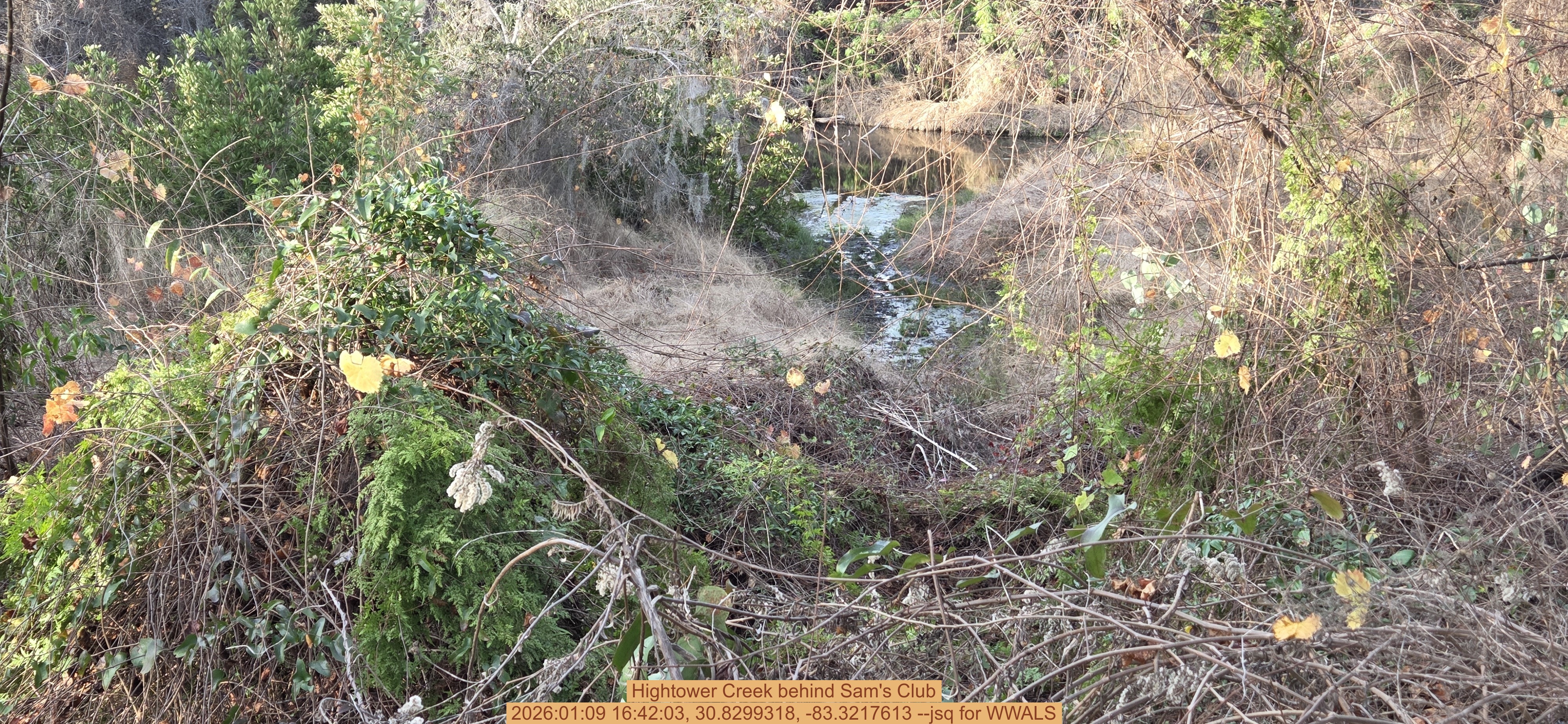 Hightower Creek behind Sam's Club, 2026:01:09 16:42:03, 30.8299318, -83.3217613 --jsq for WWALS