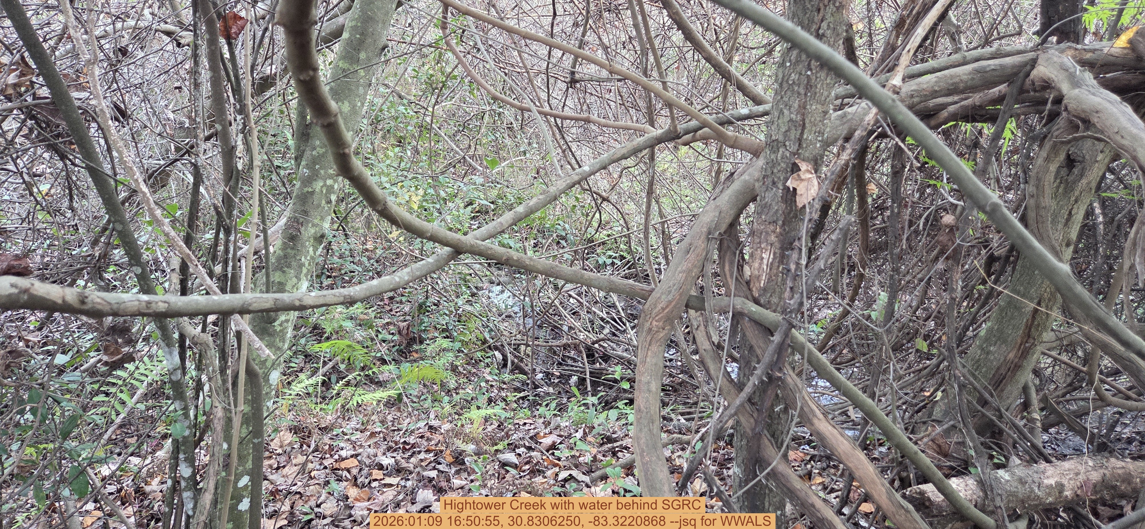 Hightower Creek with water behind SGRC, 2026:01:09 16:50:55, 30.8306250, -83.3220868 --jsq for WWALS