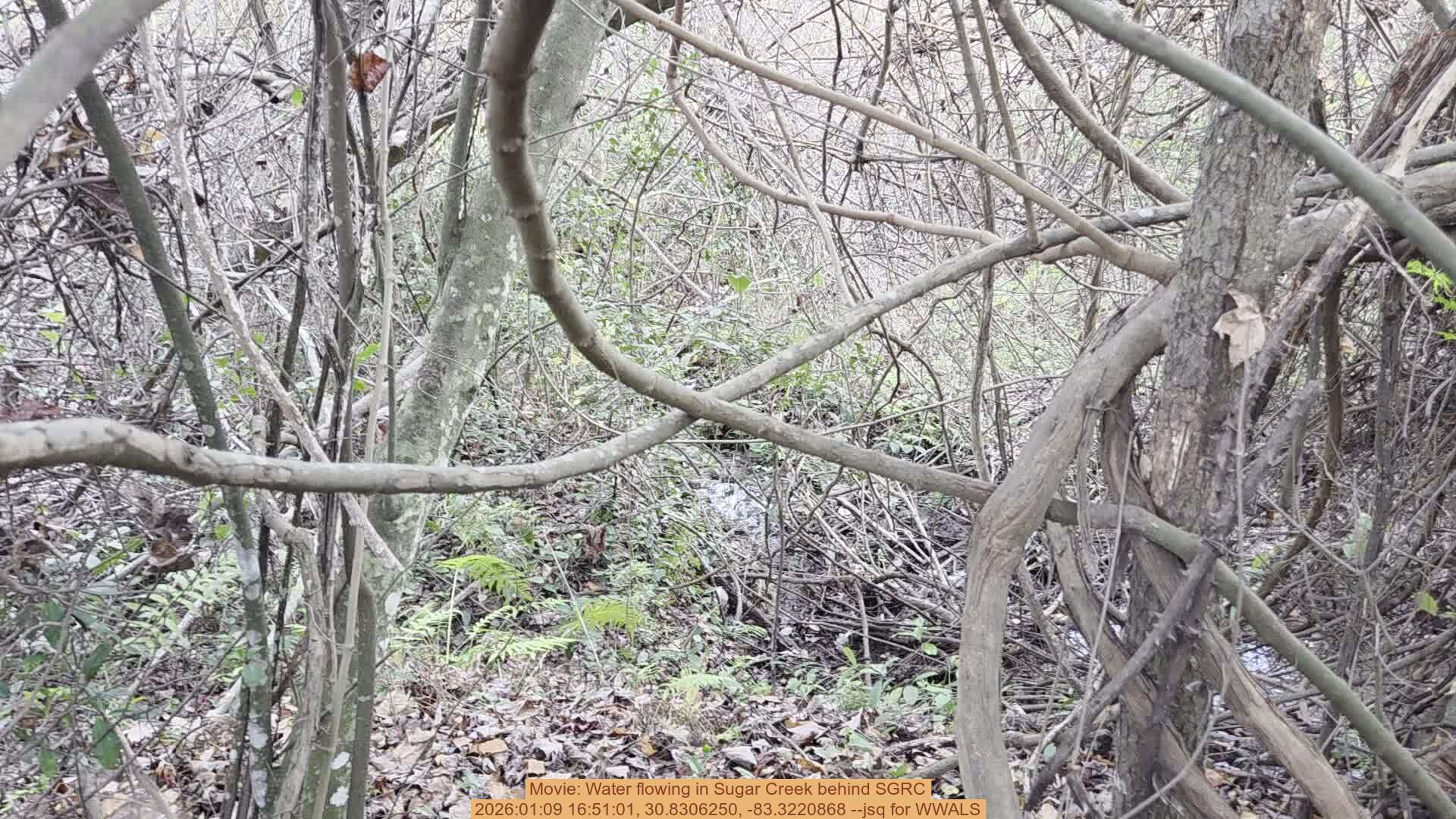 Movie: Water flowing in Hightower Creek behind SGRC, 2026:01:09 16:51:01, 30.8306250, -83.3220868 --jsq for WWALS