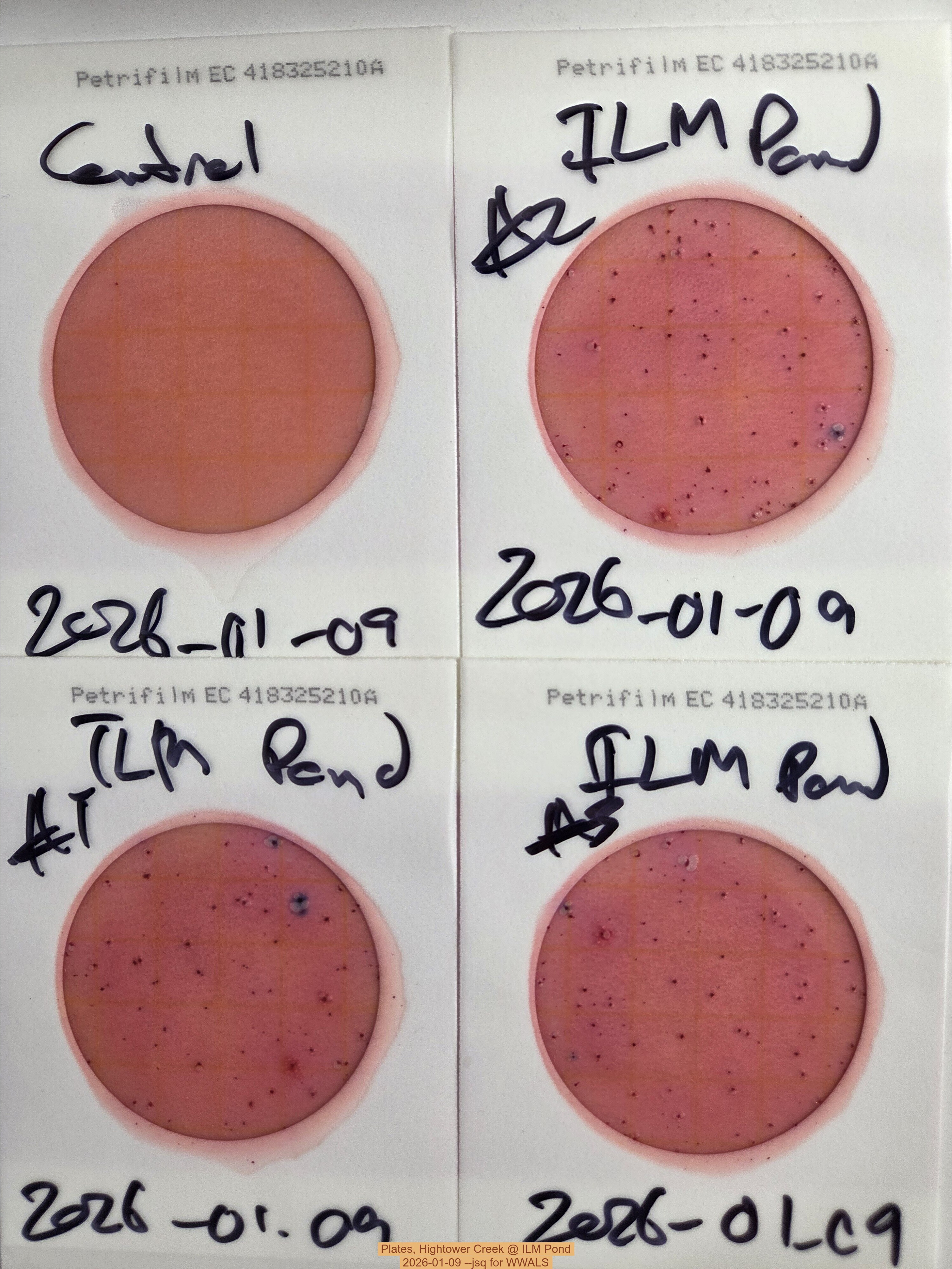 Plates, Hightower Creek @ ILM Pond, 2026-01-09 --jsq for WWALS