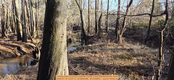 [Looking down Corinne Coleman Creek to the Withlacoochee River, 2026:01:18 16:25:12, 30.8884486, -83.3246801 --jsq for WWALS]