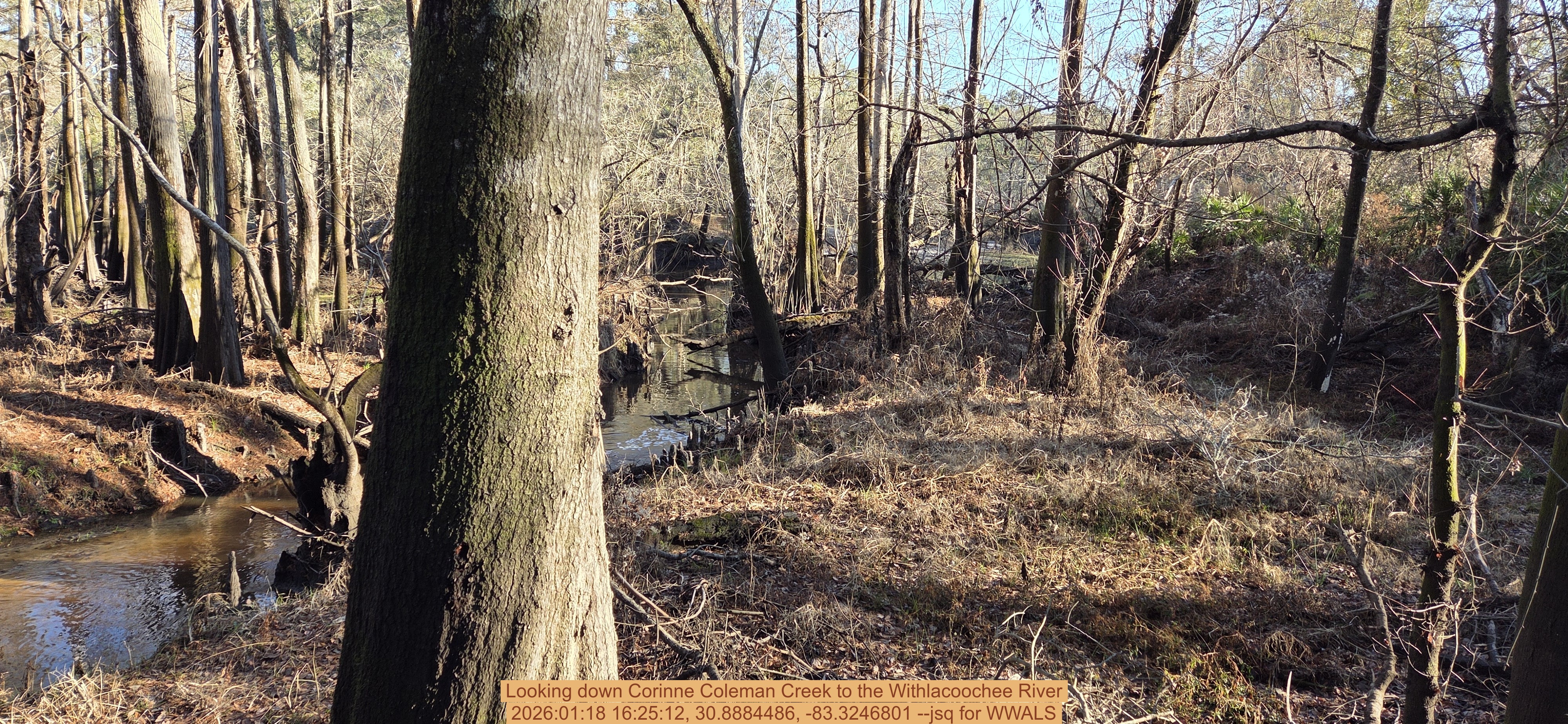 Looking down Corinne Coleman Creek to the Withlacoochee River, 2026:01:18 16:25:12, 30.8884486, -83.3246801 --jsq for WWALS