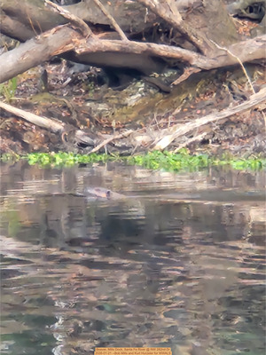 [Beaver, Mills Dock, Santa Fe River @ NW 282nd Dr 2026-01-21 --Bob Mills and Kurt Hurzeler for WWALS]