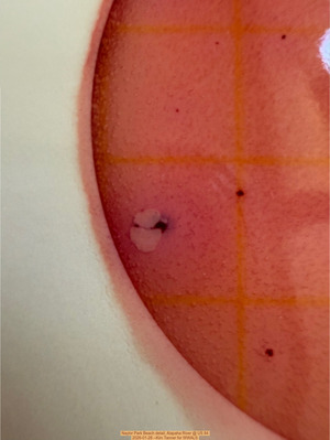 [Naylor Park Beach detail, Alapaha River @ US 84 2026-01-28 --Kim Tanner for WWALS]