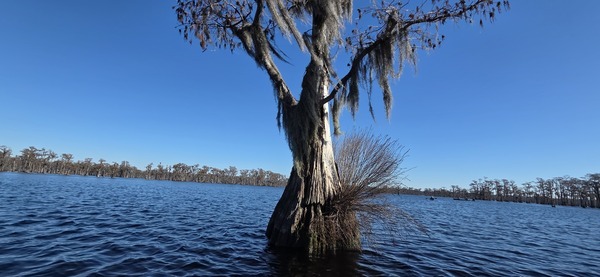 [Bat tree with boaters beyond, 2026-01-01 --jsq for WWALS]