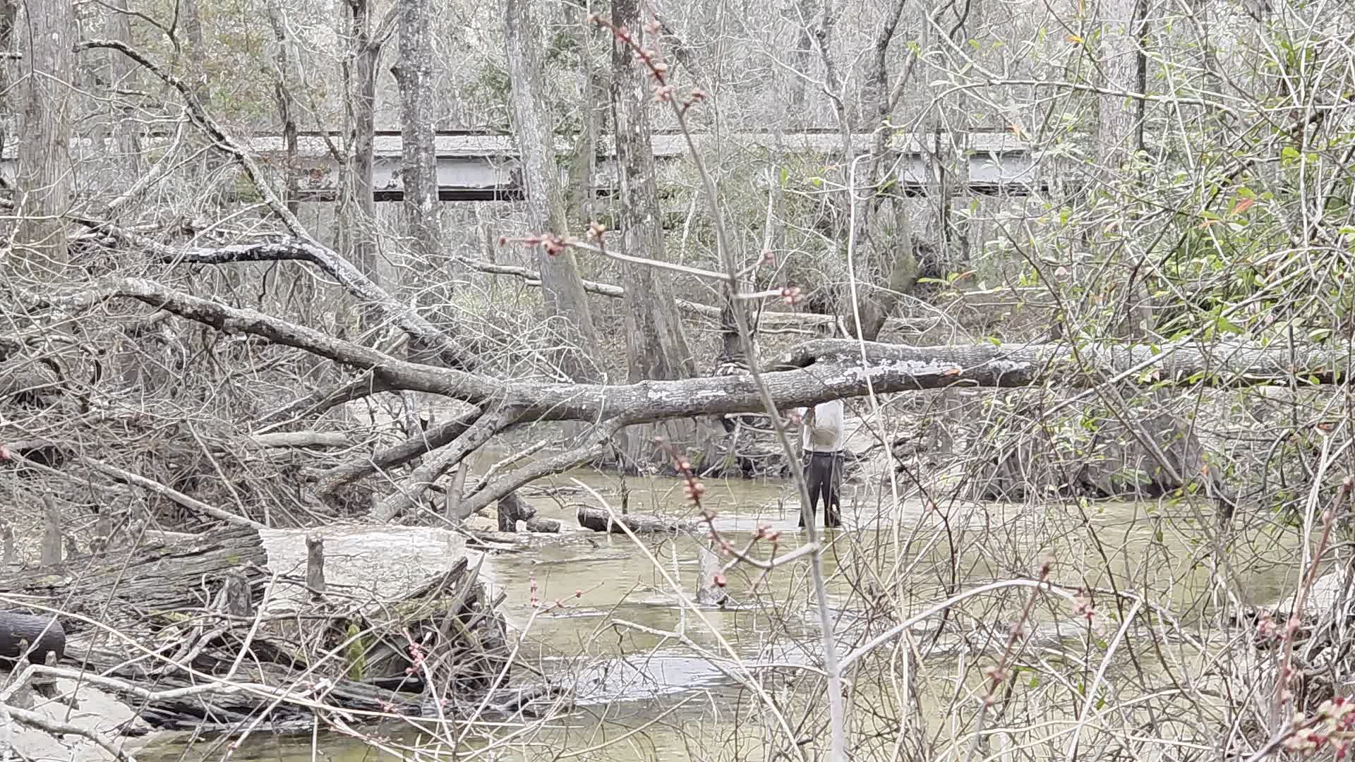 Movie: Phil sawing the last deadfall of the day, 2026:02:14 16:16:12, 30.8638799, -83.3210403 (31M)