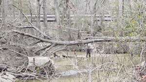 [Movie: Phil sawing the last deadfall of the day, 2026:02:14 16:16:12, 30.8638799, -83.3210403 (31M)]