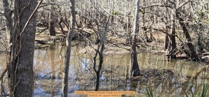 [Closeup: Corinne Coleman Creek out of Foxborough, 2026-02-16 --jsq for WWALS]