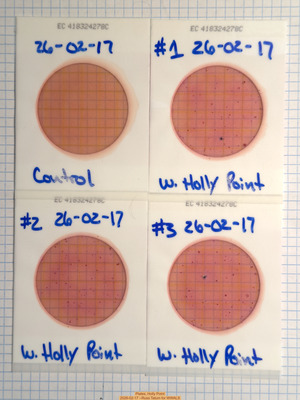 [Plates, Holly Point 2026-02-17 --Russ Tatum for WWALS]