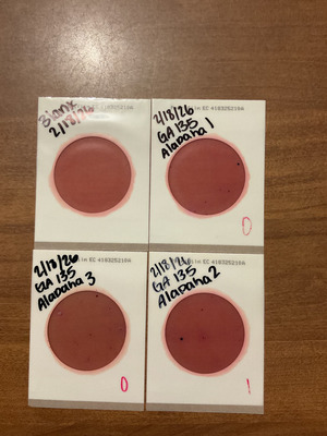 [Plates, Willacoochee Landing, ALapaha River, 2026-02-19 --Isis Swartz for WWALS]