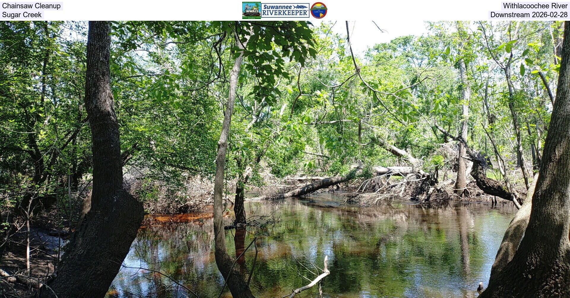 [Chainsaw Cleanup, Withlacoochee River, Sugar Creek, Downstream 2026-02-21]