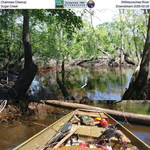 [Chainsaw Cleanup, Withlacoochee River, Sugar Creek, Downstream 2026-02-21]