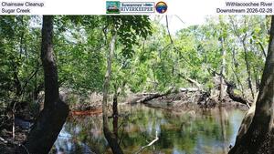 [Chainsaw Cleanup, Withlacoochee River, Sugar Creek, Downstream 2026-02-21]