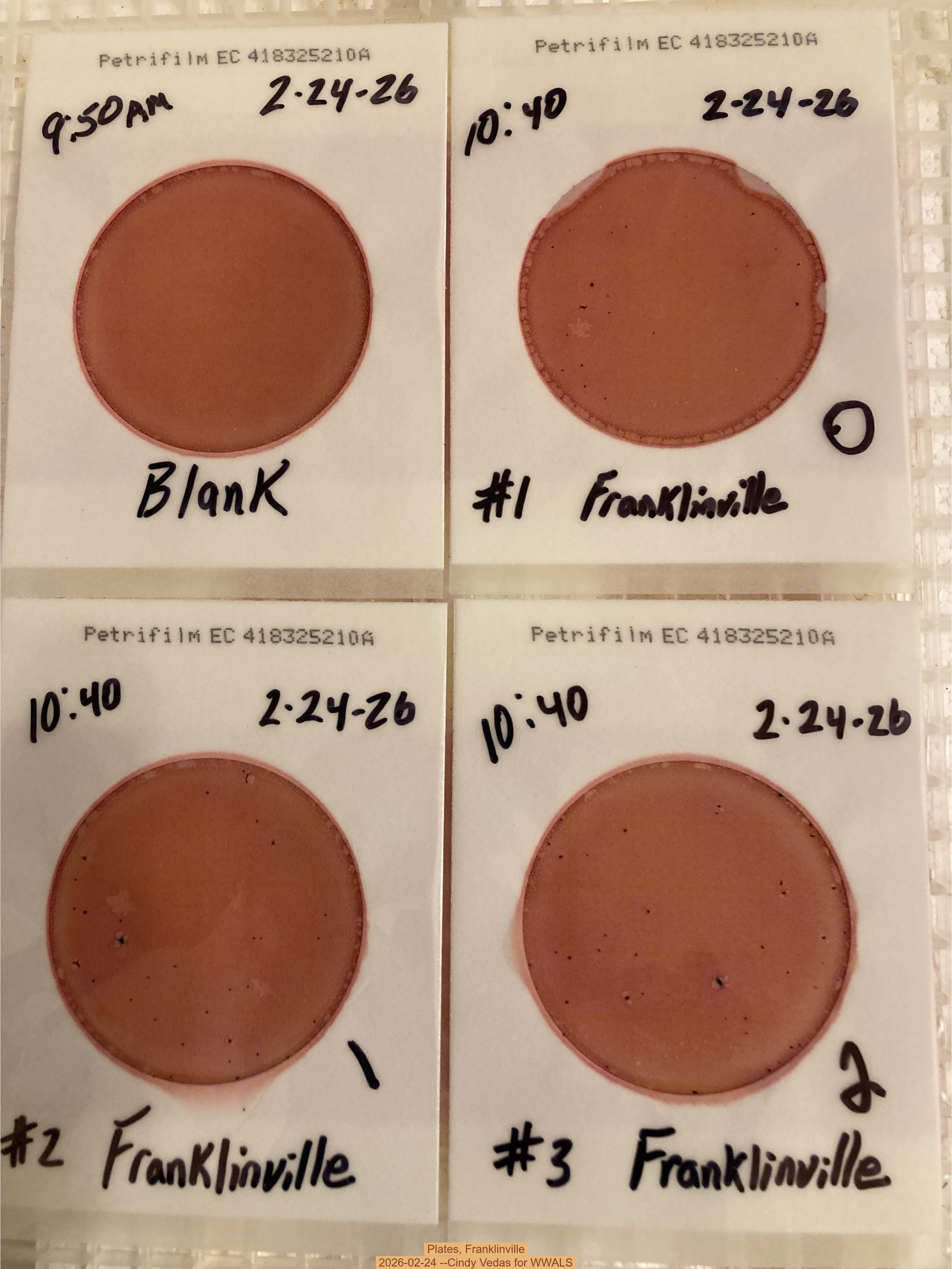 Plates, Franklinville 2026-02-24 --Cindy Vedas for WWALS