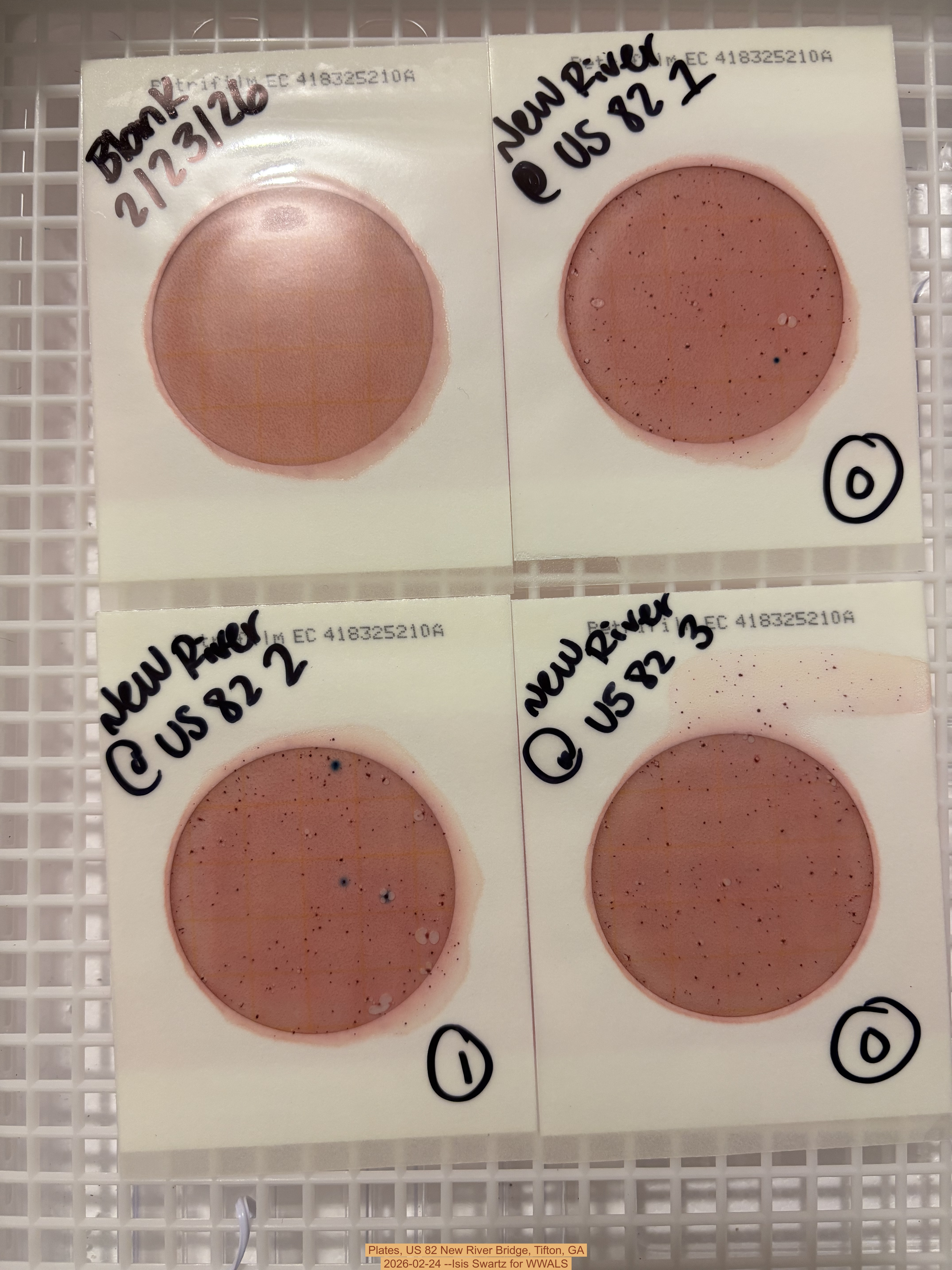 Plates, US 82 New River Bridge, Tifton, GA 2026-02-24 --Isis Swartz for WWALS