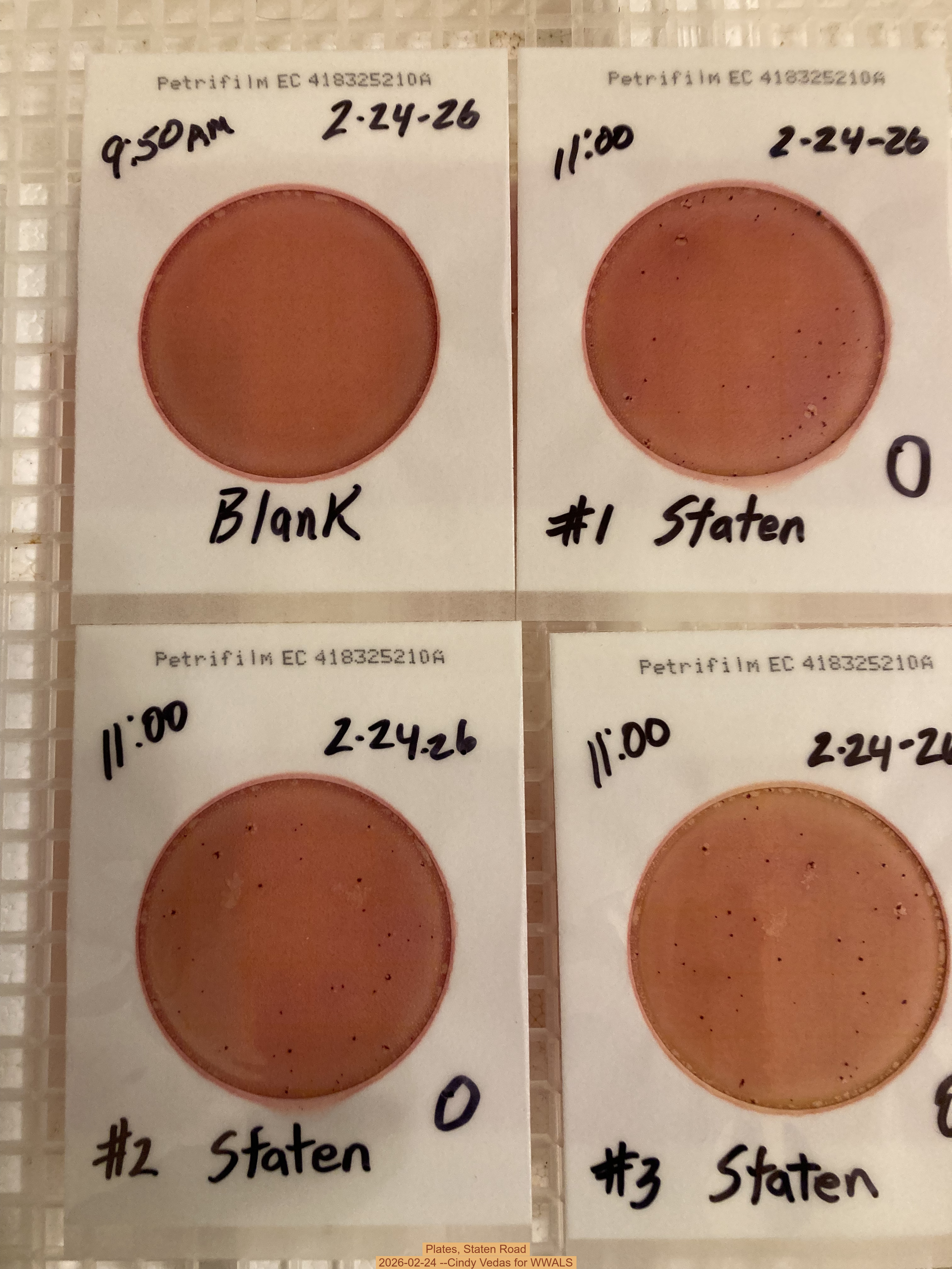 Plates, Staten Road 2026-02-24 --Cindy Vedas for WWALS