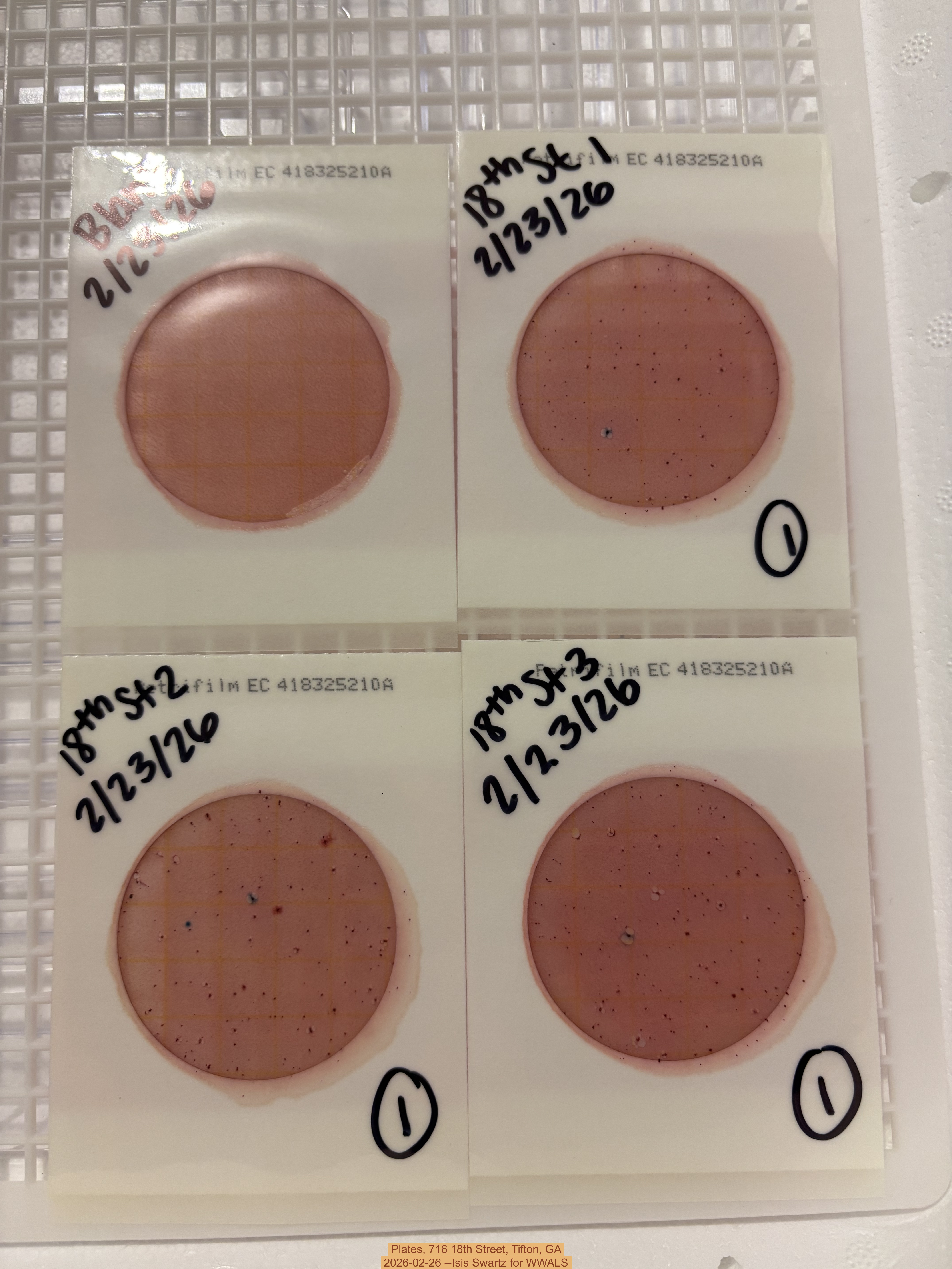 Plates, 716 18th Street, Tifton, GA 2026-02-26 --Isis Swartz for WWALS