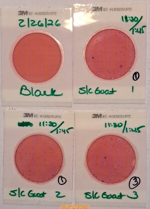 [Plates, Sugar Creek @ WaterGoat 2026-02-26 --Suzy Hall for WWALS]