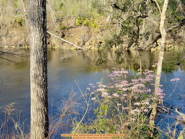 [Holly Point other, Withlacoochee River @ NE Withla Bluffs Way 2026-03-04 --Russ Tatum for WWALS]