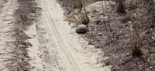 Closeup gopher tortoise, 2026:03:07 12:38:59, 30.8131595, -83.4189303 --jsq for WWALS