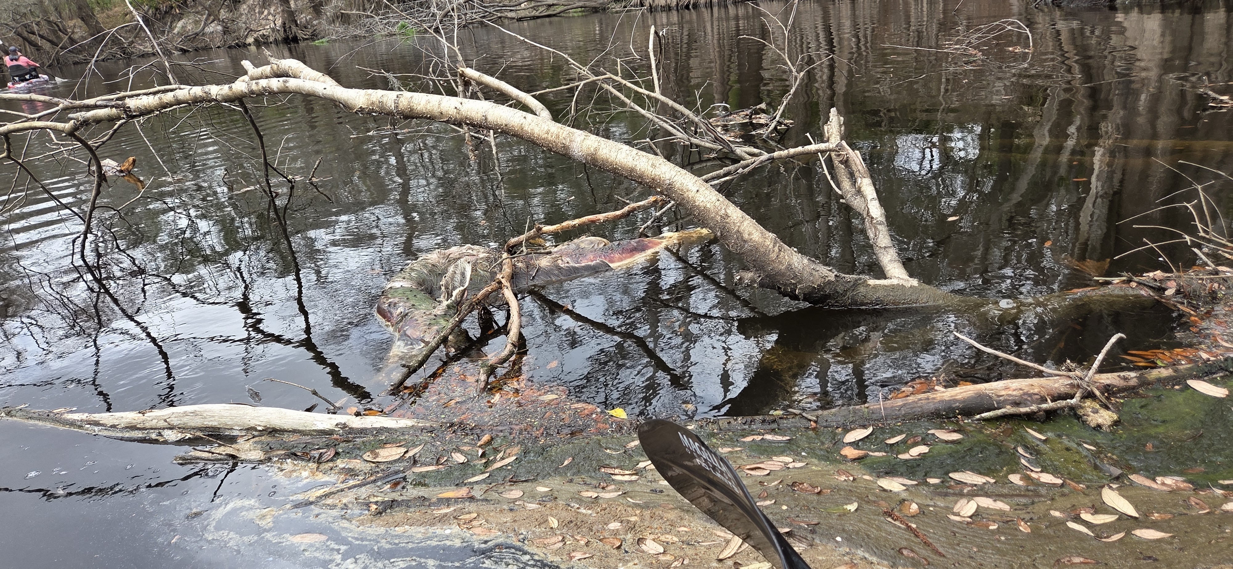 Dead deer, 2026:03:07 10:58:23, 30.8399520, -83.3639946 --jsq for WWALS