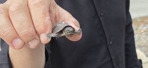 [Tiny Turtle at Troupville Boat Ramp, 2026:03:07 09:41:38, 30.8513686, -83.3472263 --jsq for WWALS]