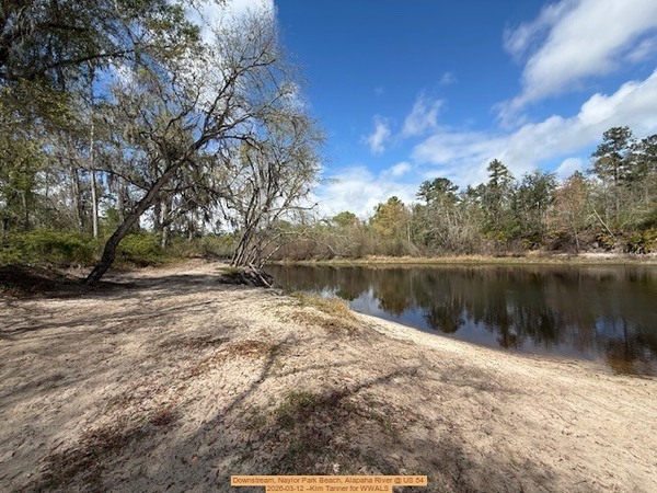 Downstream, Naylor Park Beach, Alapaha River @ US 84 2026-03-12 --Kim Tanner for WWALS