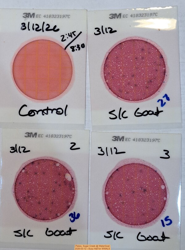 Plates, Sugar Creek @ WaterGoat 2026-03-12 --Suzy Hall for WWALS