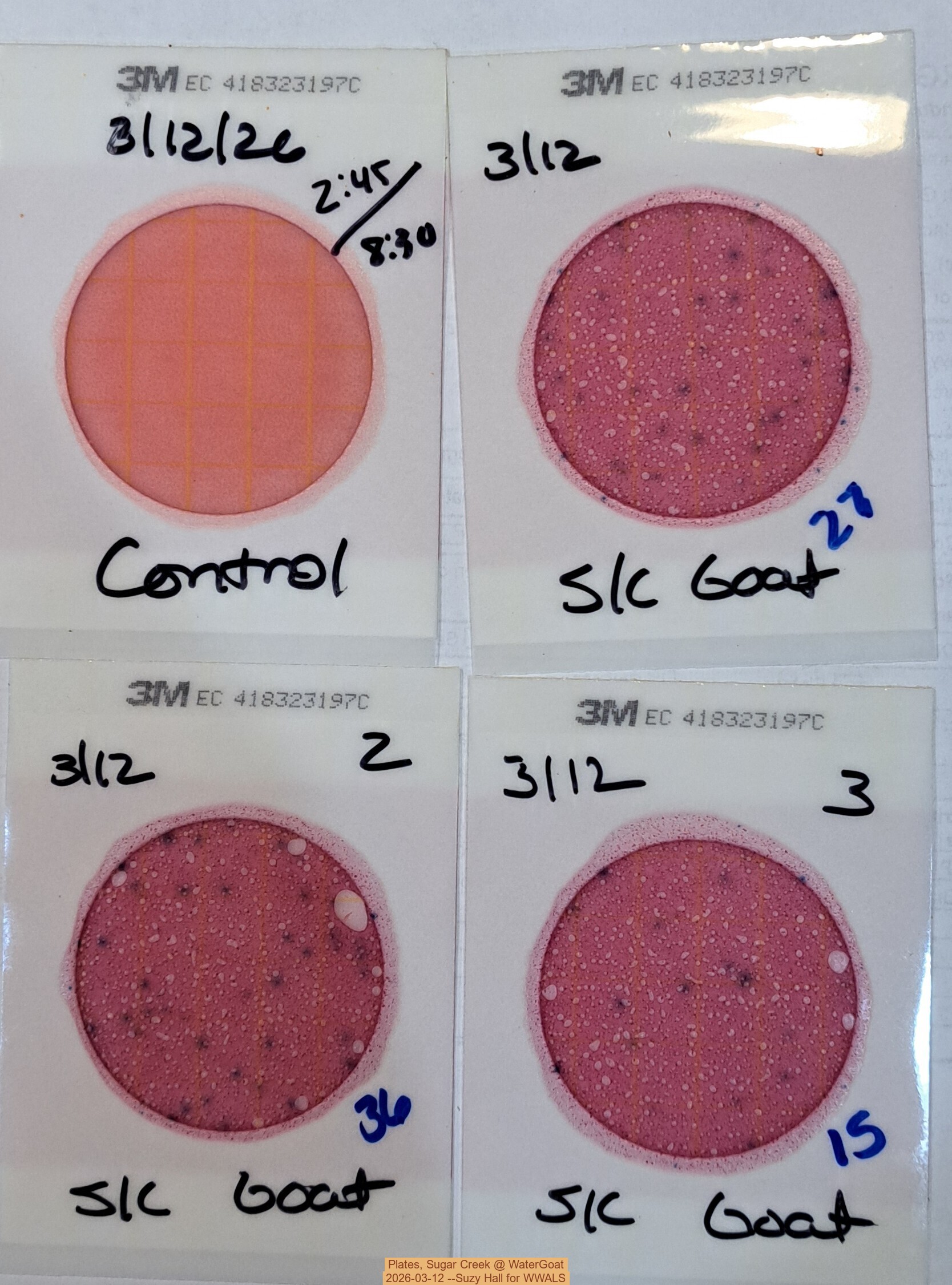 Plates, Sugar Creek @ WaterGoat 2026-03-12 --Suzy Hall for WWALS