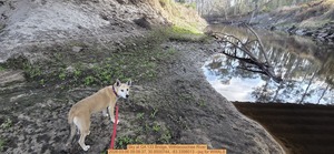 [Sky at GA 133 Bridge, Withlacoochee River, 2026:03:06 09:08:37, 30.8500744, -83.3398013 --jsq for WWALS]